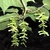 Chain of pendulous green samaras at stem tip & leaf underside.