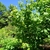 Rounded habit of a young tree with green leaves in summer