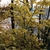 Rounded habit of a young tree with yellow leaves in fall
