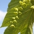 Chain of green 5-sepalled pendulus female flowers