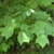 5-7 inch leaves long & wide 3 lobed at the apex and palmate.