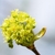 Cluster of gold/yellow male flowers (corymbs) at stem tip .