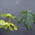 Acer platanoides 'Schwedleri' - leaf and samaras