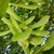Cluster of green samaras on green stalks at stem tip
