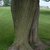 Rows of continuous finely furrowed grey bark along trunk