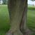 Aver platanoides - bark