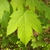 Typical palmately lobed maple leaf
