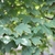 Green leathery ovate leaves with 5 lobes & white margins