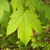 Typical palmately lobed maple leaf