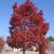 Acer rubrum
