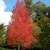 Red maple in fall with reddish leaves