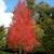Conical habit with reddish leaves in the fall