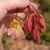 Acer rubrum