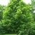 Form of a maple tree