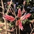Tightly folded leaves burst from winter bud scales