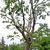 Acer spicatum tree