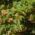 Acer tataricum