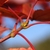 leaf buds