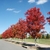 tree row with red fall color