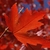underside of leaf fall color