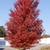 full tree fall color