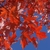 underside of branch fall color