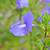 Achetaria azure
