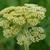 Achillea filipendulina