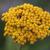 Achillea filipendulina close up of flower