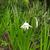 Gladiolus