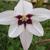 Gladiolus