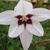 Close up of flower