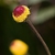 Flower and stem