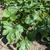 Acorn squash plant