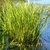 Growing in water