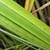 Leaf detail