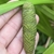 spadix