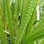 Acorus calamus