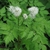 White flowers and leaves