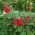 Leaves and a cluster of red berries