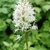 A. rubra flower