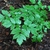 Green compound leaves