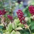 A. rubra red fleshy berries
