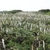 Native habitat with many plants