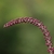 Redd berries on a stem