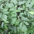 Green compound leaves