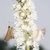 White flowers in a raceme of A. simplex