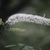 White flowers in a cluster