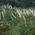 Actaea spp.