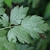 Compound leaf with 3 leaflets